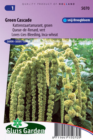 Amaranthus caudatus (Láskavec chvostnantý) Green Cascade 0,5g