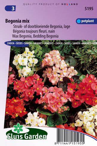 Begonia Semperflorens mix cca 0,01g