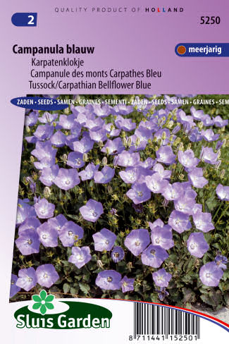 Campanula carpatica modrá 0,25g