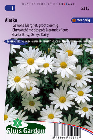 Chrysanthemum leucanthemum vulgare Alaska 0,4g