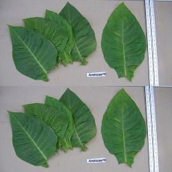 Tabak Nicotiana tabacum American 572 cca 50 semien