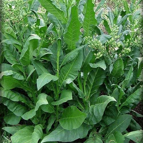 Tabak Nicotiana tabacum Pergeu Brazil cca 40 semien