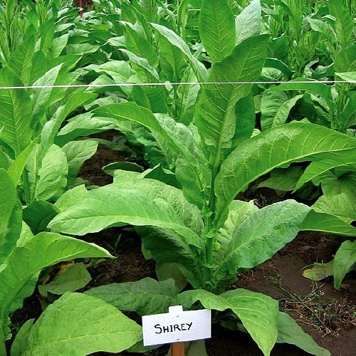 Tabak Nicotiana tabacum Shirey cca 40 semien