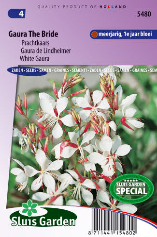 Gaura lindheimerii  The Bride cca. 25 semien
