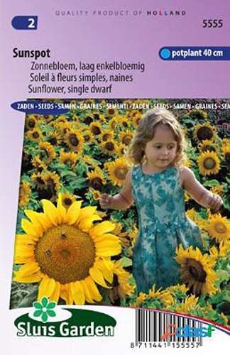 Helianthus annuus (slnečnica) Sunspot 1,4g