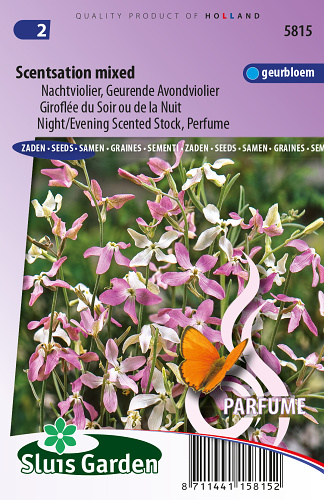 Matthiola longipetala (Fiala dvojrohá) Scentsation mix 0,3 g cca 360 semien