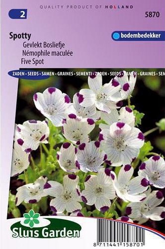 Nemophila maculata, Hajnicka, pätbodka,