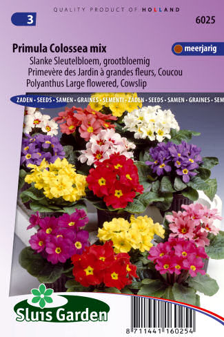 Primula veris elatior Colossea Mix 0,15g