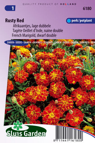 Tagetes patula nana (Aksamietnica) Rusty Red 0,5g