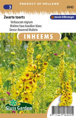 Divozel čierny, Verbascum nigrum cca. 0,25 g cca. 2500 semien