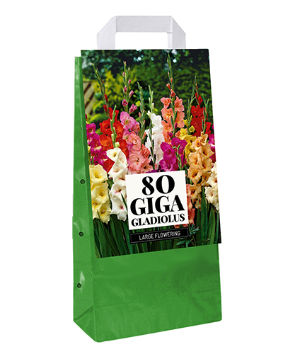 TAŠKA GLADIOLY MIX - 80 ks