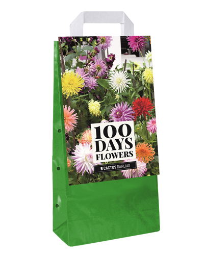 TAŠKA DÁLIA (GEORGÍNA) CACTUS MIX - 5 ks