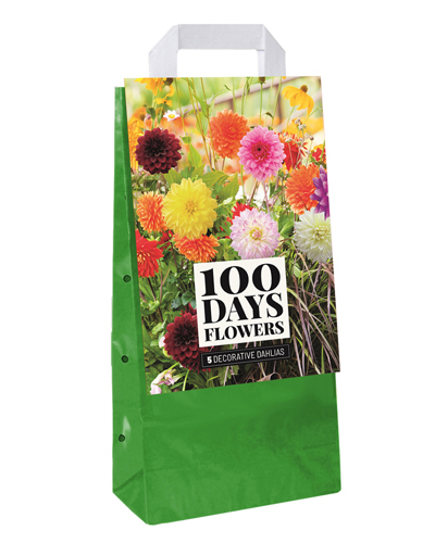 TAŠKA DÁLIA (GEORGÍNA) DECO MIX - 5 ks