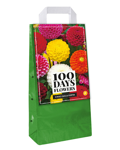 TAŠKA DÁLIA (GEORGÍNA) POMPON MIX - 5 ks