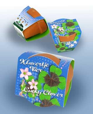 Oxalis deppei, Štvorlístok s kvetináčov