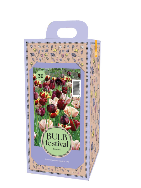 BOX BULB FESTIVAL CONCERT - 30 ks