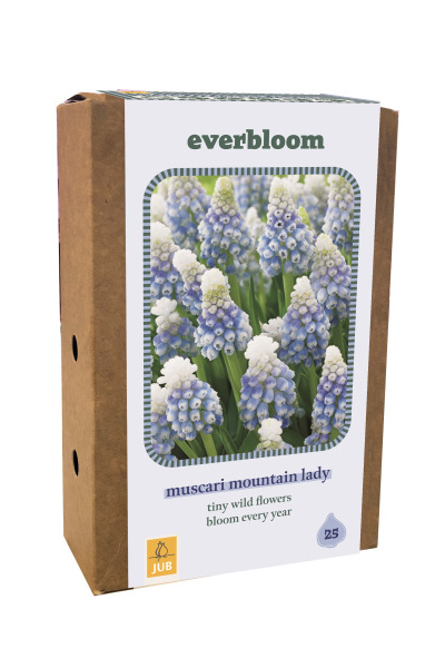 Everbloom - Muscari Mountain Lady - 25 ks