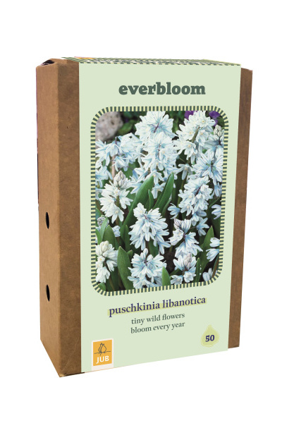 Everbloom - Puschkinia libanotica - 50 ks