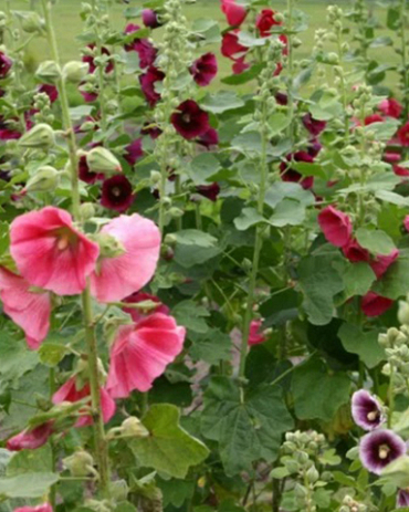ALCEA ROSEA MIX - 25 ks