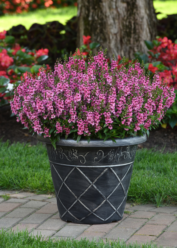 Angelonia angustifolia Serena Series F1 Rose 1000 semien
