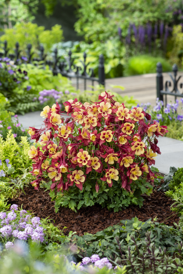 Aquilegia hybrida Earlybird Red Yellow 1000 semien