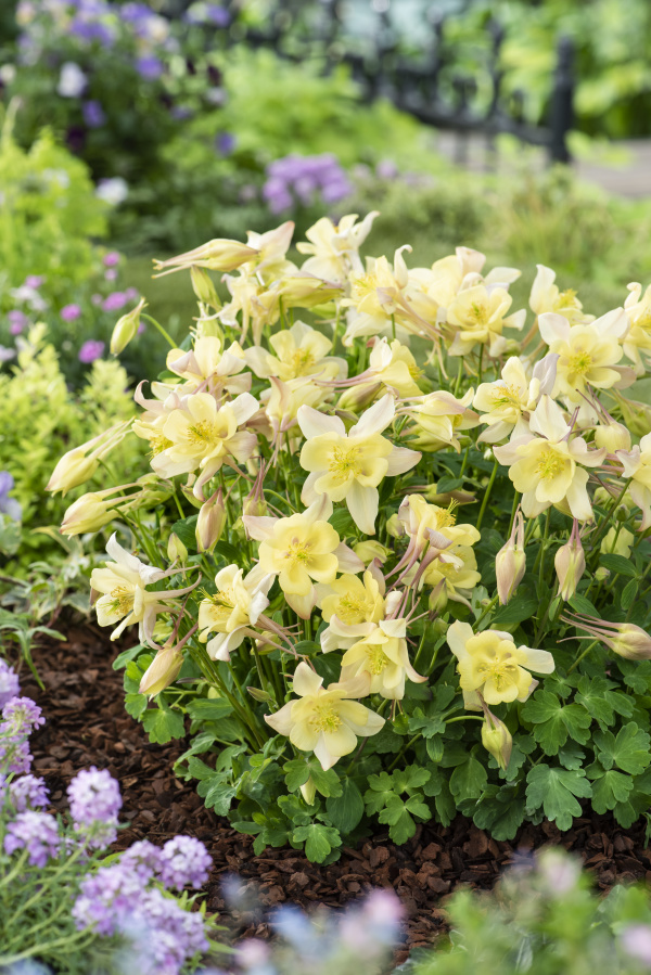 Aquilegia hybrida Earlybird Yellow 1000 semien