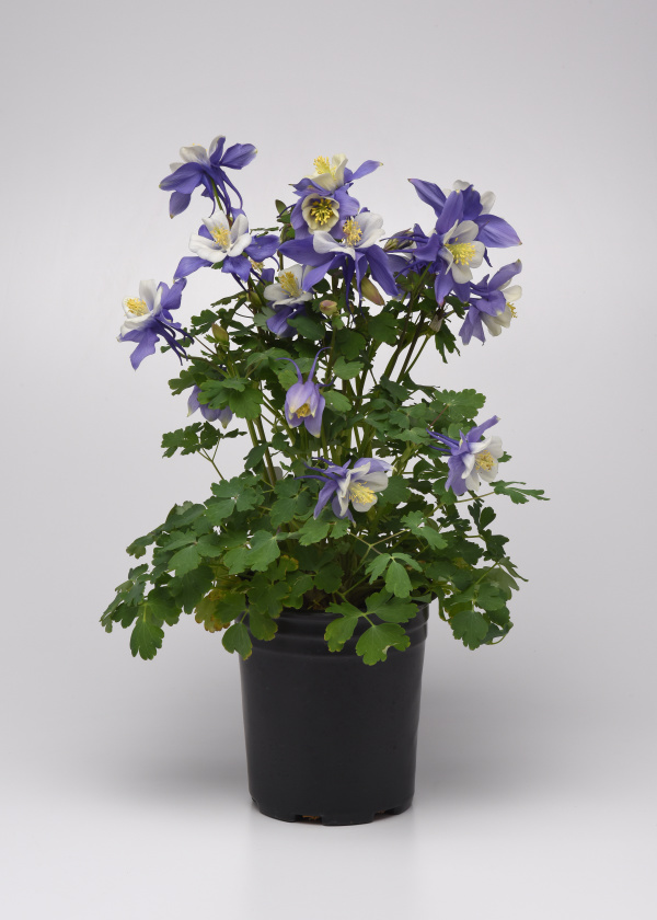 Aquilegia hybrida Earlybird Blue White 1000 semien