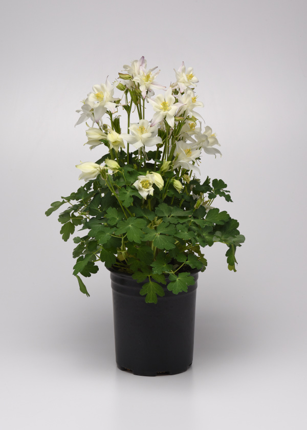 Aquilegia hybrida Earlybird Mixture 1000 semien