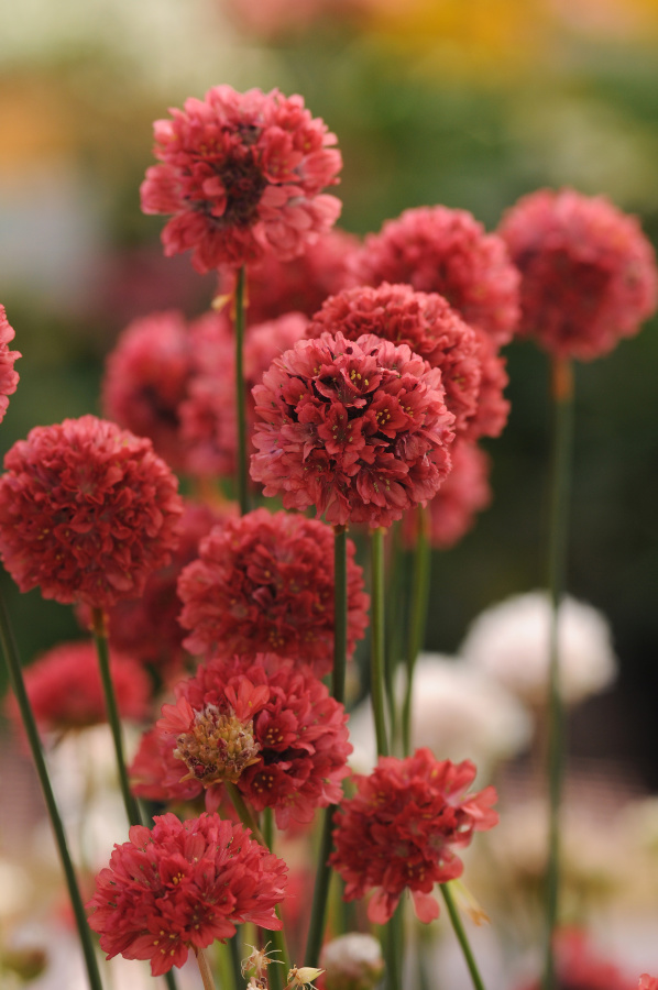 Armeria pseudarmeria (Trávnička prímorská) Ballerina Red 10 semien