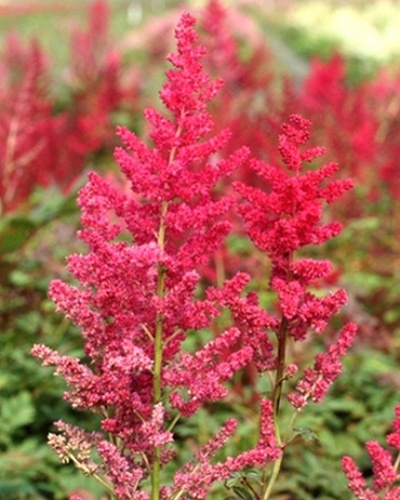 Astilbe Spinell.jpg