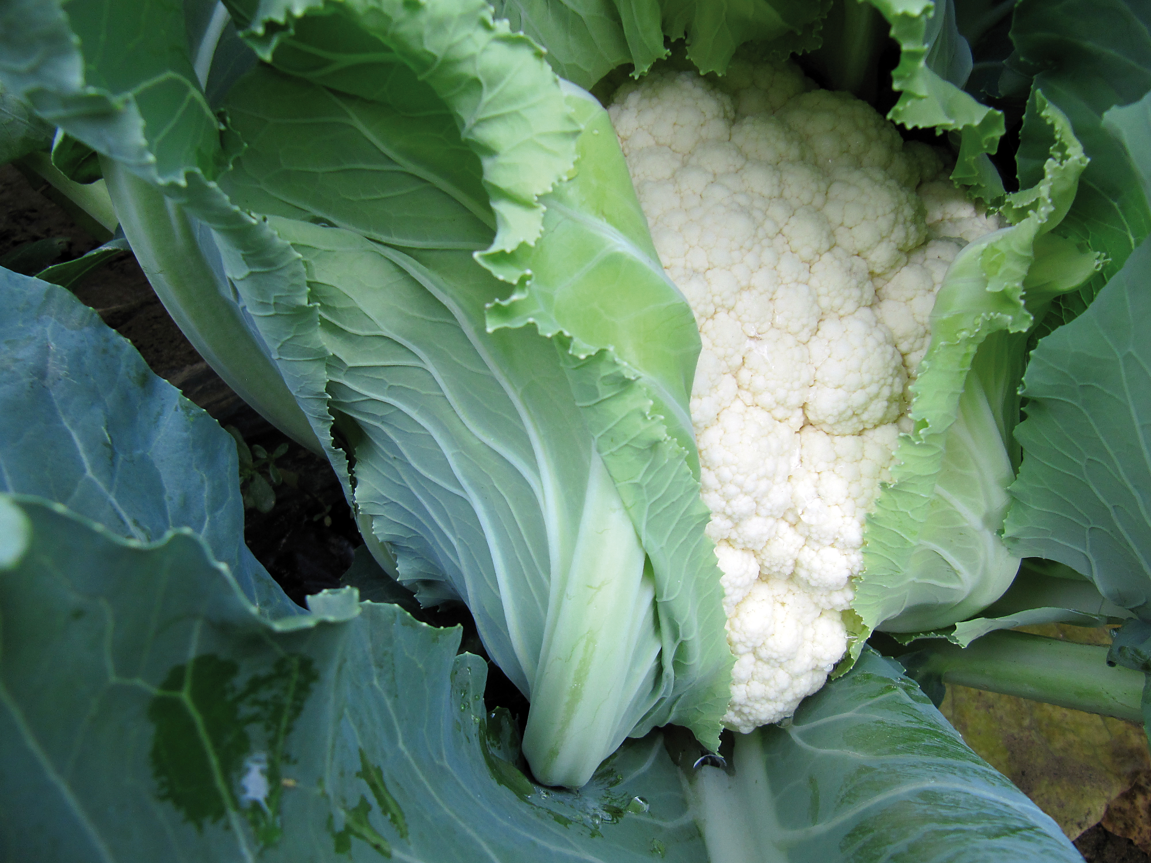 Karfiol Abeni F1 2500 semien