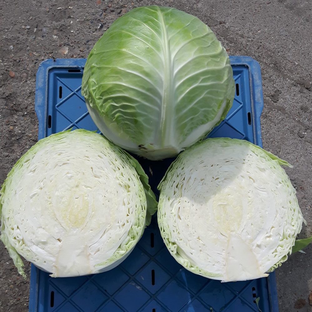 Kapusta biela Austin F1 1000 semien