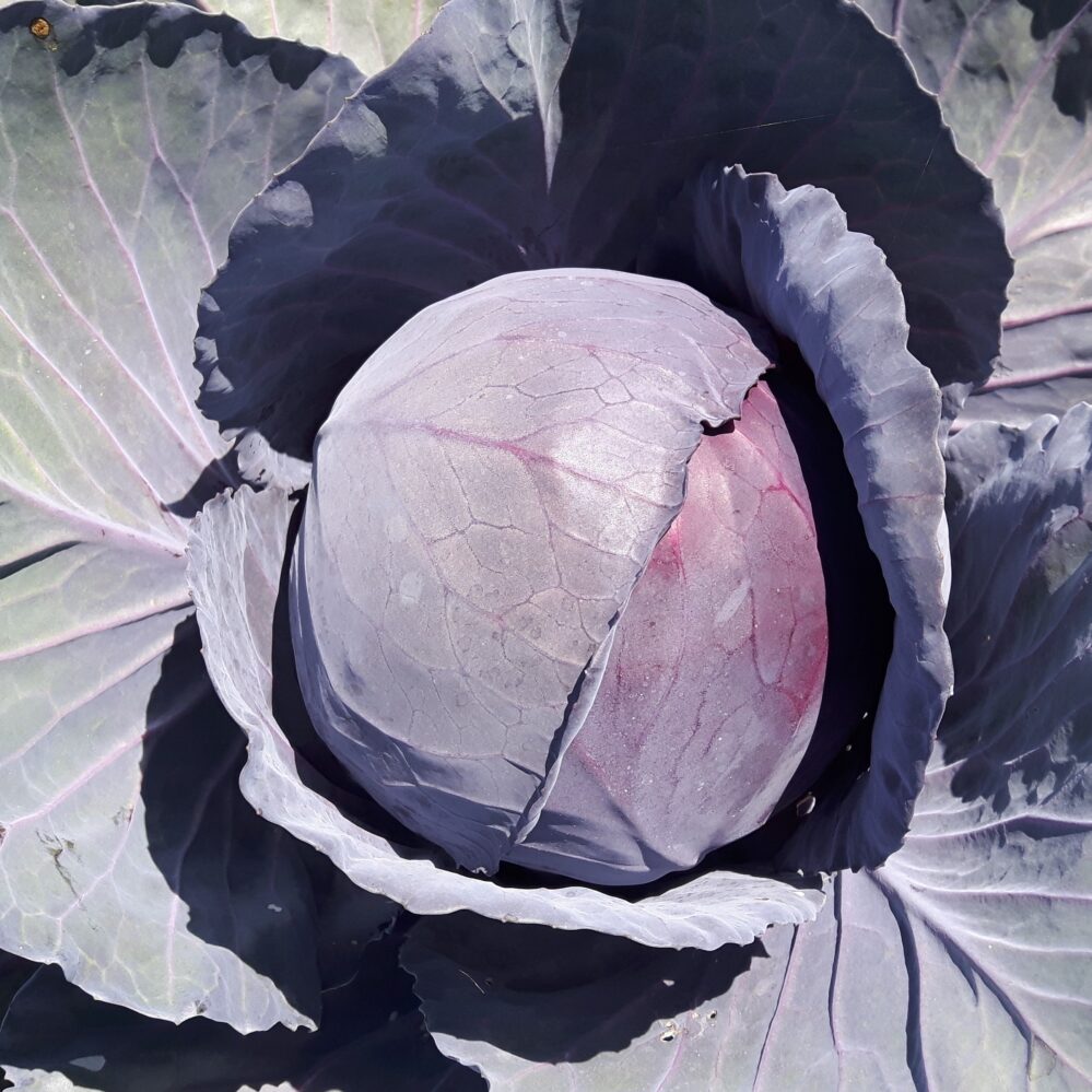 Kapusta červená Aviato F1 1000 semien