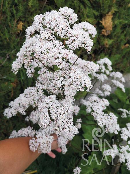 Valeriána lekárska BIO, Valeriana officinalis cca 0,2 g