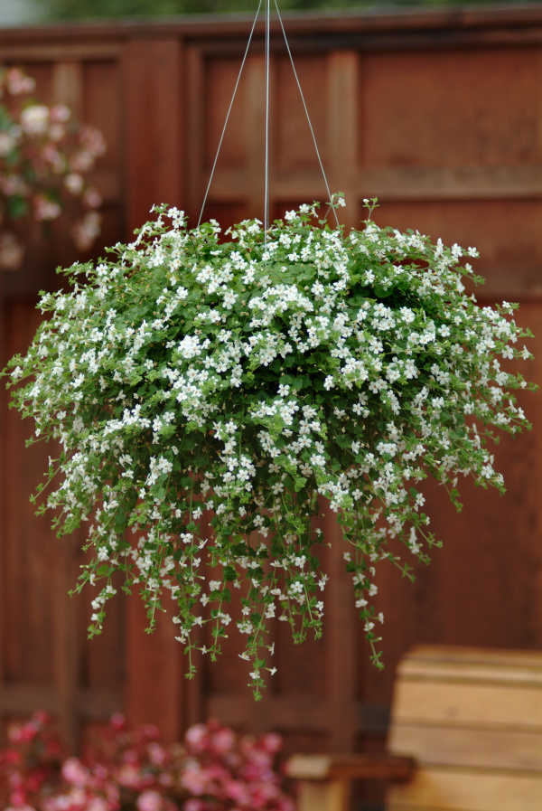 Bacopa Sutera Snowtopia 1000 multipeliet