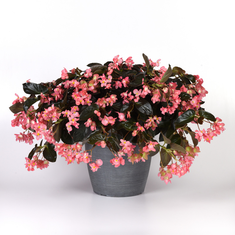 Begonia Begonia hybrida Dragon Wing Series F1 Pink Bronze leaf 1000 semien