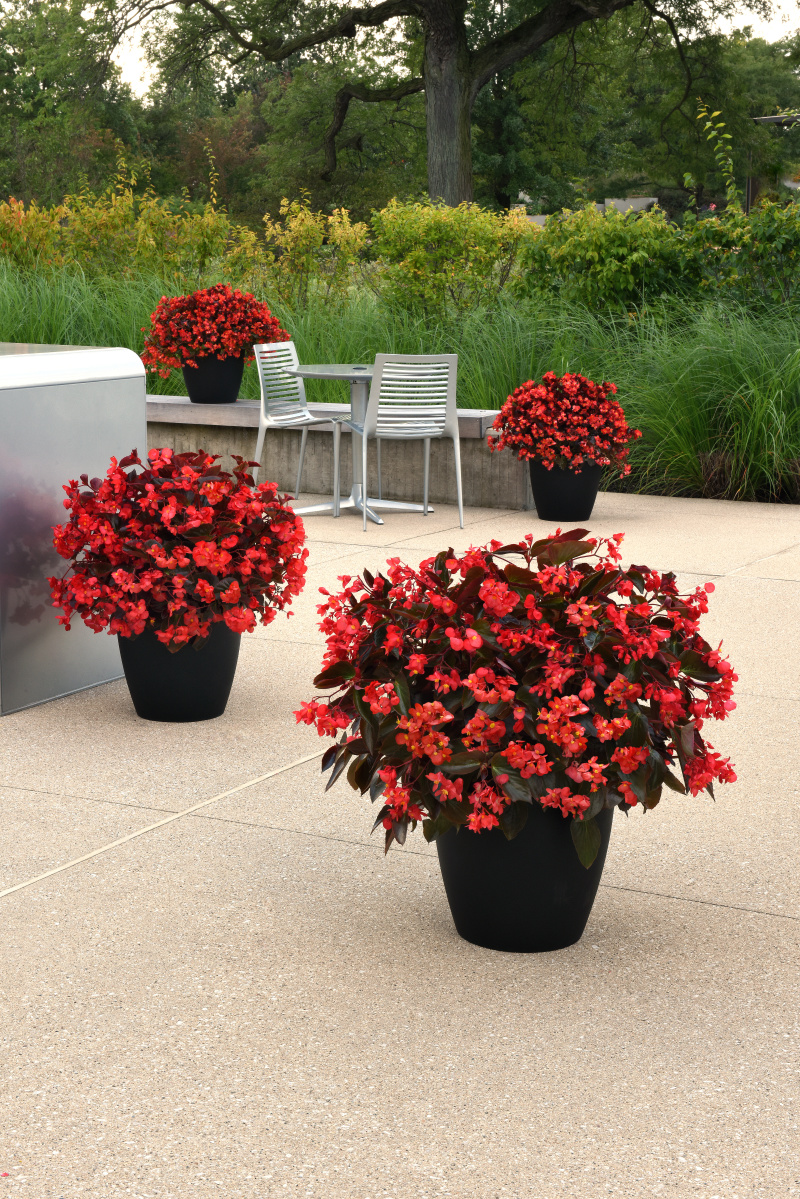 Begonia Begonia hybrida Dragon Wing Series F1 Red bronze leaf 1000 semien