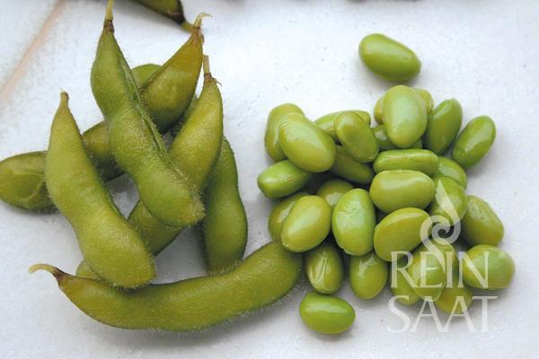 Sója zelená Hokkai Green BIO