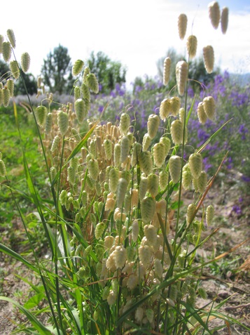 Briza maxima, Kraslica najväčšia 10 g
