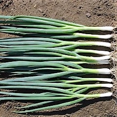 Cibuľa zväzková Everest 10.000 semien