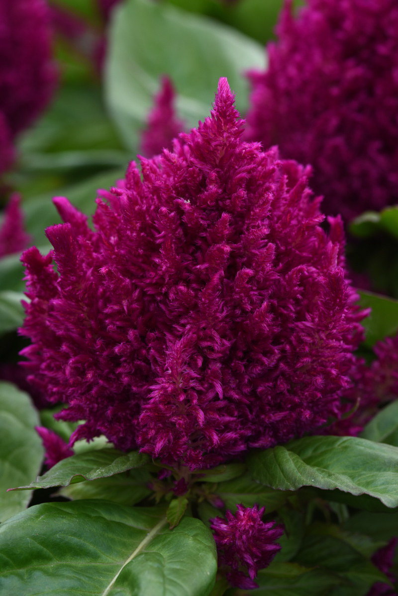 Celosia plumosa First Flame Series Purple 1000 semien