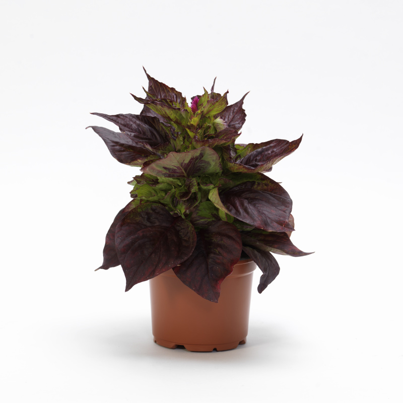 Celosia argentea Sol Gekko Green 1000 semien