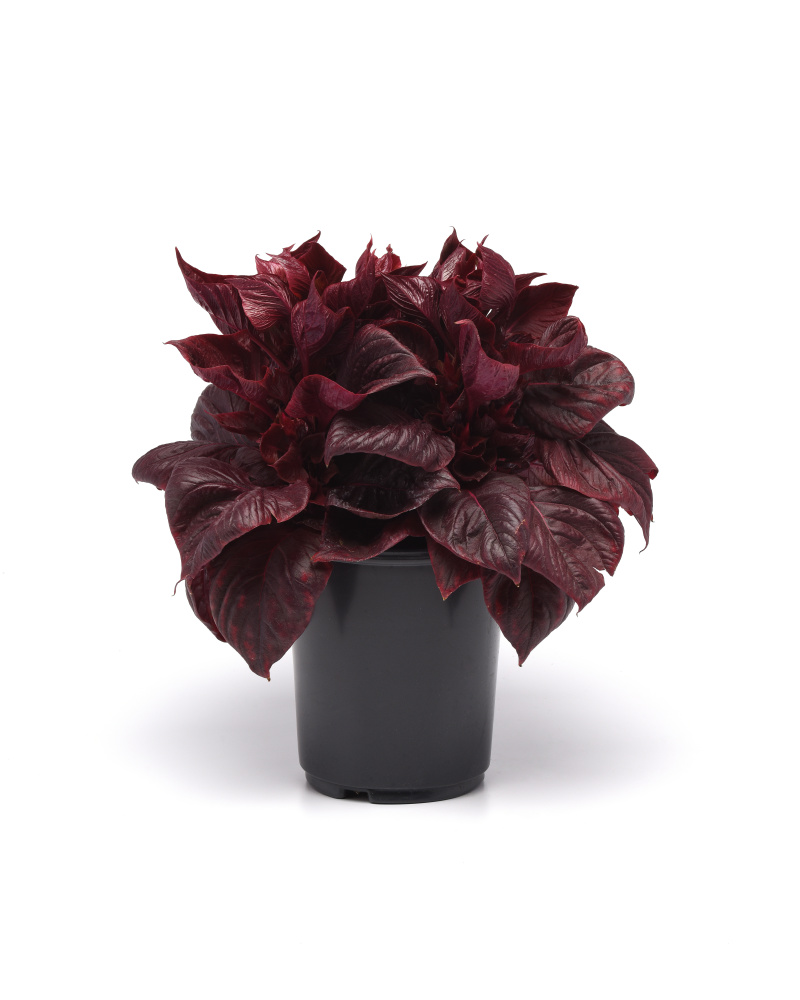 Celosia argentea Sol Lizzard leaf 1000 semien