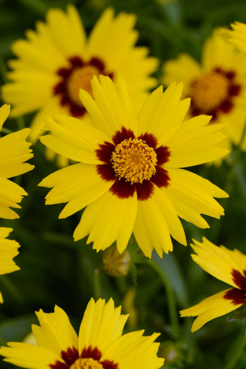 Coreopsis Grandiflora SunKiss 1000 semien