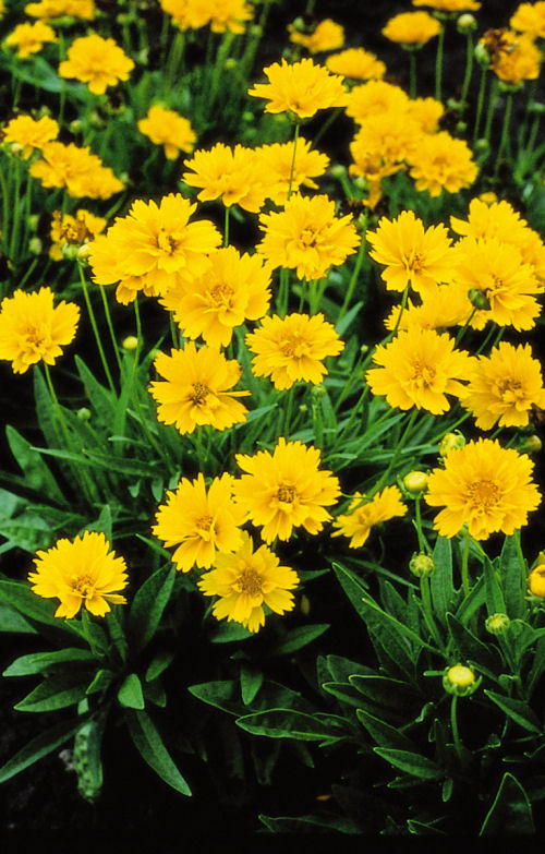 Coreopsis Grandiflora Early Sunrise 20 semien