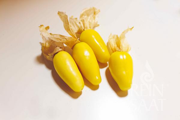 BIO semená Tomatillo Physalis ixocarpa Queen of Malinalco cca 30 semien
