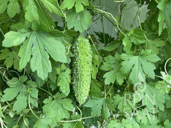 Uhorka horká Goya BIO cca 10 semien