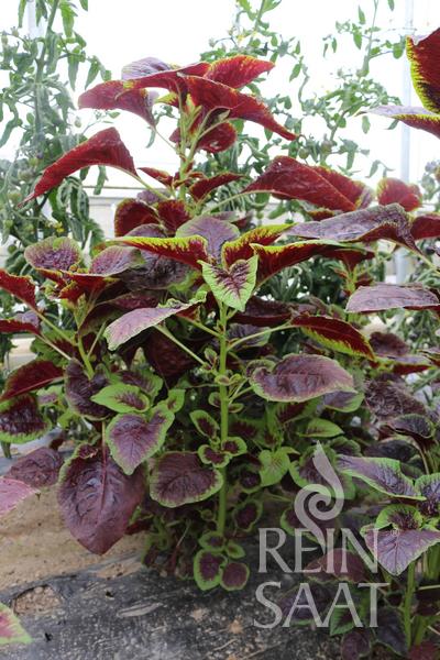 Amarant Amaranthus tricolor BIO cca 0,2 g semien