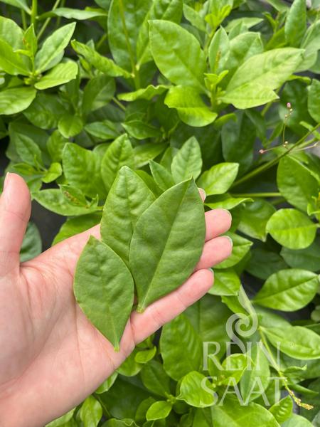 Špenát surinamský BIO 0,1g (cca 300 semien)