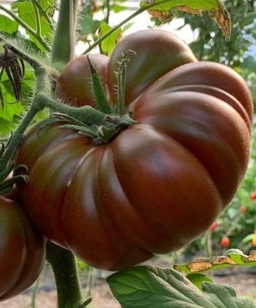 hneda paradajka, cokoladova paradajka,